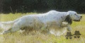 Setter Anglais MAGIC DE KERFEUIL Setter Anglais MAGIC DE KERFEUIL